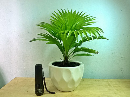 Cọ xanh để bàn