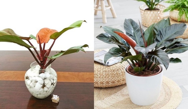 Trầu Bà Đế Vương để bàn - Ảnh 2