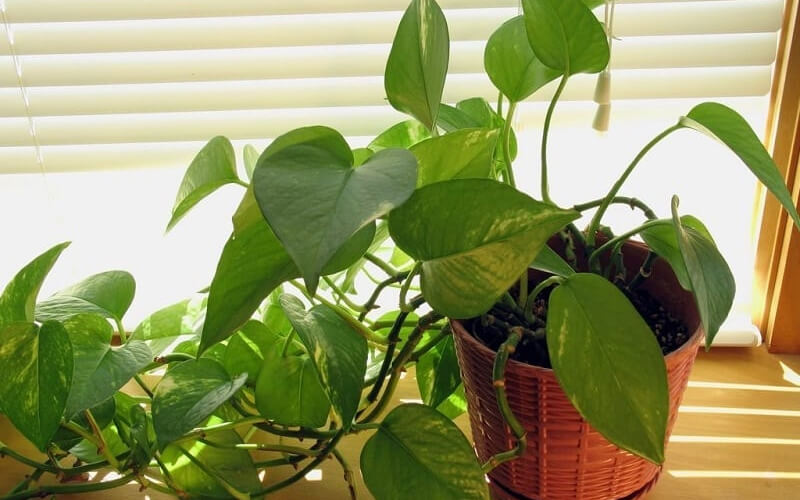 Cây trầu bà leo Cây trầu bà leo