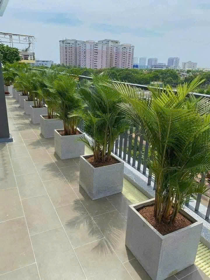 Cảnh quan Xanh An đơn vị chuyên cho thuê cây cảnh văn phòng Bình Dương Cảnh quan Xanh An đơn vị chuyên cho thuê cây cảnh văn phòng Bình Dương