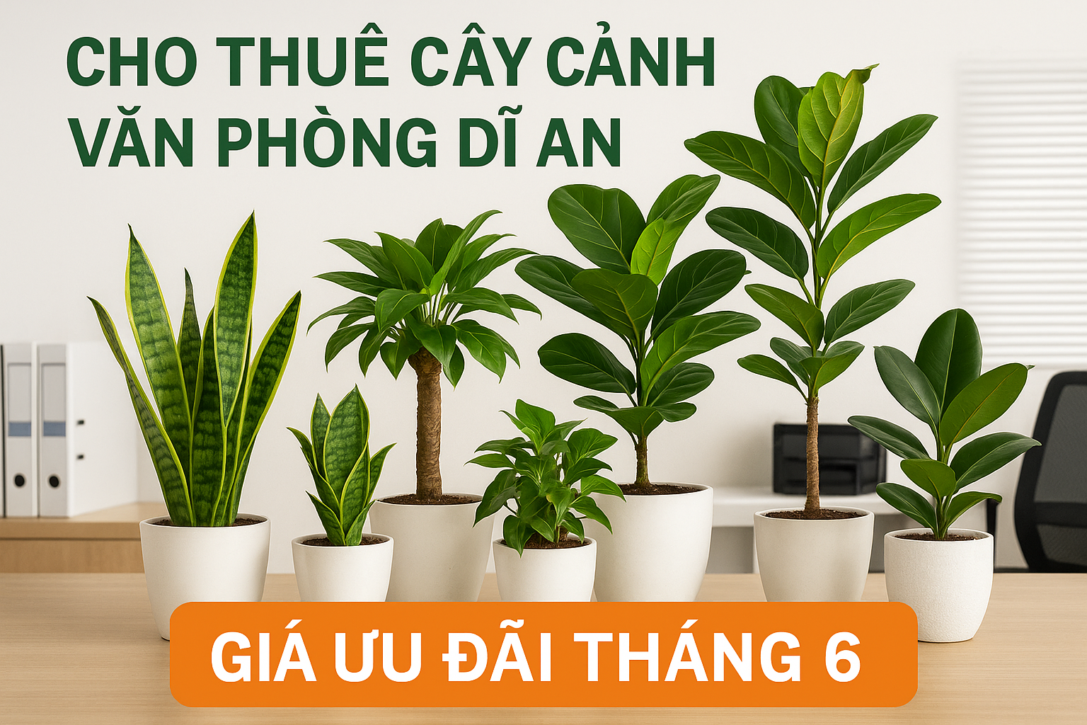 Cho thuê cây cảnh văn phòng Dĩ An Cho thuê cây cảnh văn phòng Dĩ An