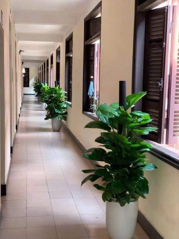 Cho thuê cây xanh nội thất Bình Dương Cho thuê cây xanh nội thất Bình Dương