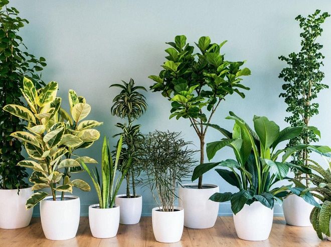 Quy trình thuê cây xanh tại Cảnh Quan Xanh An Quy trình thuê cây xanh tại Cảnh Quan Xanh An