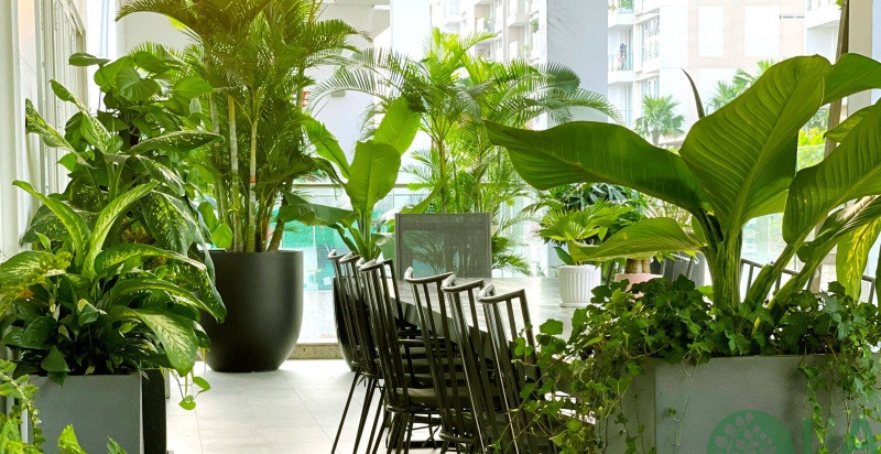 Dịch vụ thuê cây xanh Thủ Dầu Một Dịch vụ thuê cây xanh Thủ Dầu Một