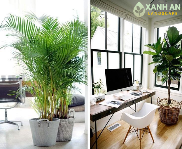 Cảnh Quan Xanh An đơn vị cho thuê cây nội thất uy tín Cảnh Quan Xanh An đơn vị cho thuê cây nội thất uy tín