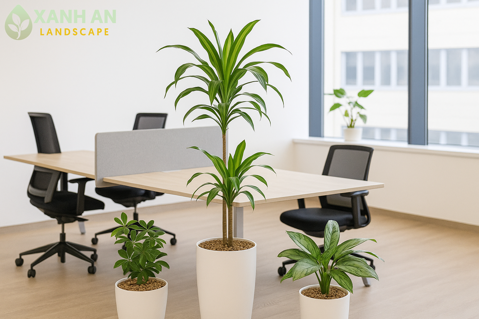 Dịch vụ cho thuê cây xanh nội thất Thuận An Dịch vụ cho thuê cây xanh nội thất Thuận An