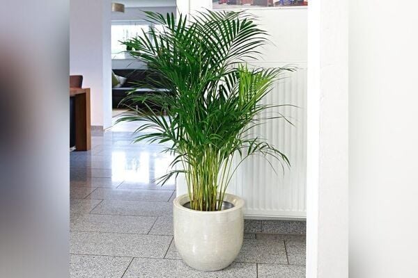 Cây cau cảnh: Ý nghĩa, đặc điểm, cách trồng và chăm sóc cây – VIETTERA - Kiến tạo kỳ quan