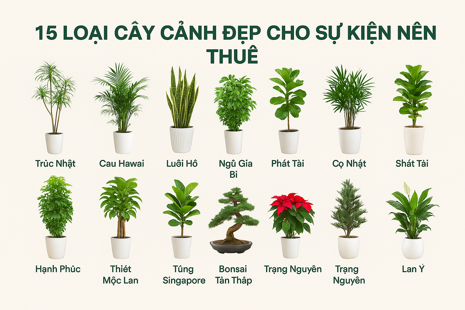 Các loại cây cảnh đẹp cho sự kiện