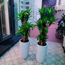 Cây Phát Tài Khúc( Thiếc Mộc Lan) Cây Phát Tài Khúc( Thiếc Mộc Lan)