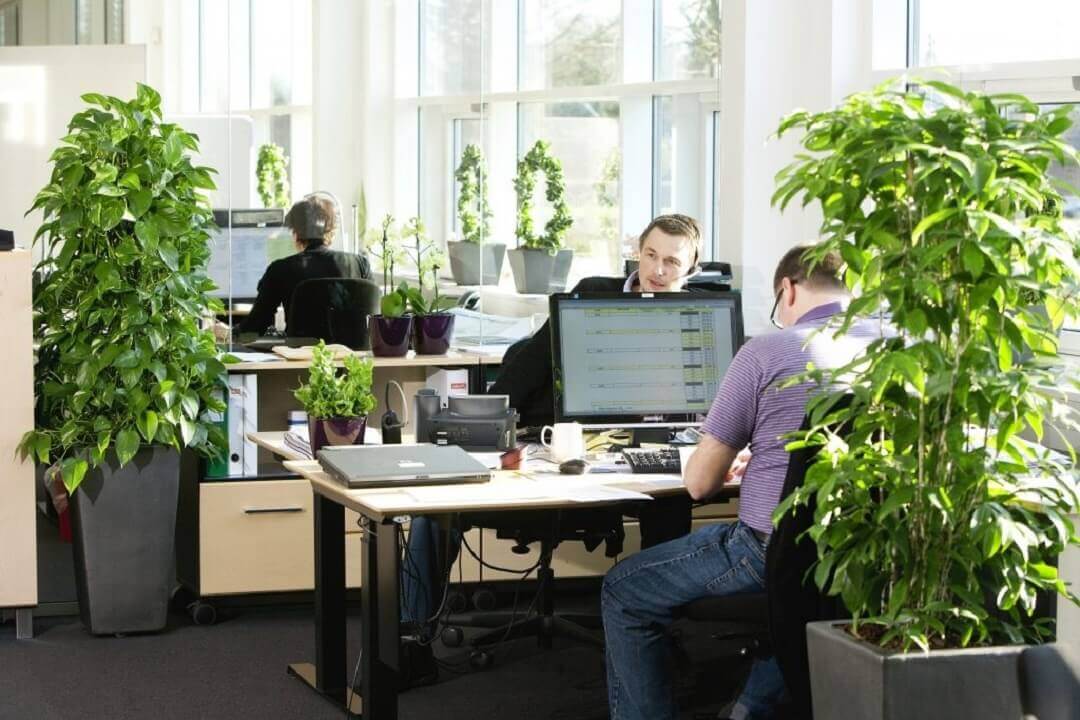 Những lưu ý khi thuê cây văn phòng Những lưu ý khi thuê cây văn phòng