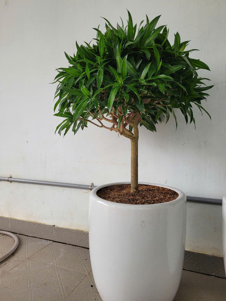 Cần lưu ý đến yếu tố ánh sáng trong cách chọn cây xanh nội thất Cần lưu ý đến yếu tố ánh sáng trong cách chọn cây xanh nội thất