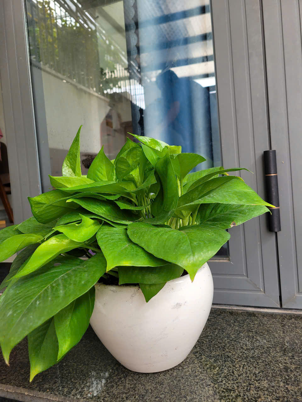 Trầu Bà là một trong những cây xanh trang trí nội thất đẹp được yêu thích Trầu Bà là một trong những cây xanh trang trí nội thất đẹp được yêu thích