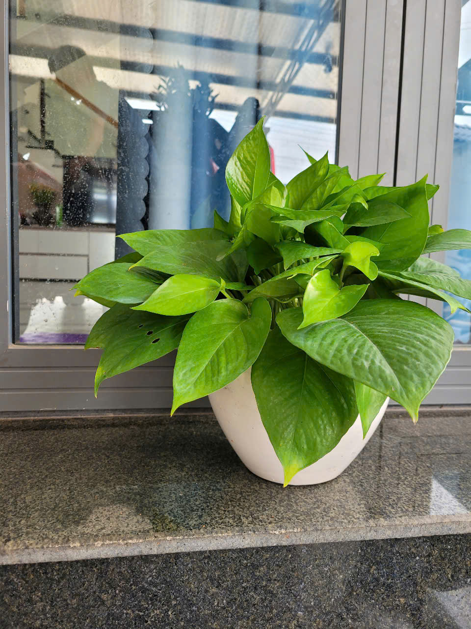 Cây cảnh văn phòng có nhiều loại khác nhau để cho khách hàng lựa chọn Cây cảnh văn phòng có nhiều loại khác nhau để cho khách hàng lựa chọn