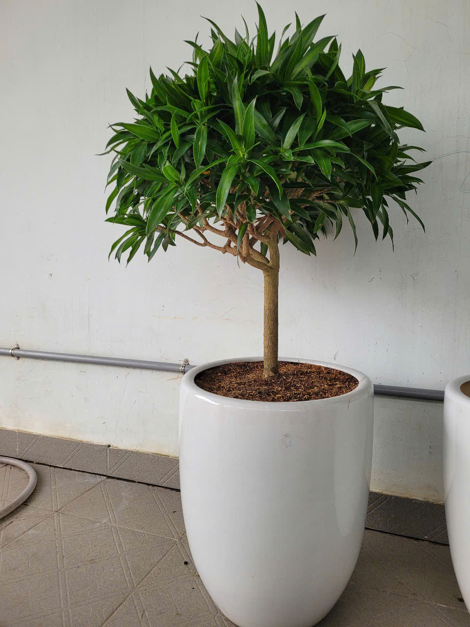 Cây văn phòng cần được chăm sóc tốt để mang lại may mắn, thịnh vượng Cây văn phòng cần được chăm sóc tốt để mang lại may mắn, thịnh vượng