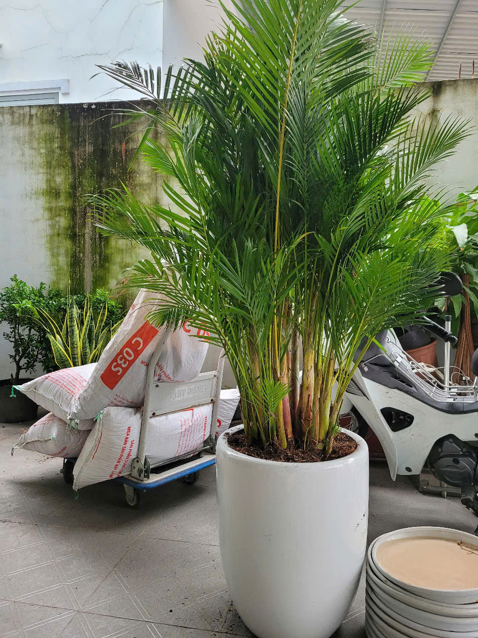 Cây có dáng thẳng, màu xanh tươi tốt mang đến vượng khí Cây có dáng thẳng, màu xanh tươi tốt mang đến vượng khí