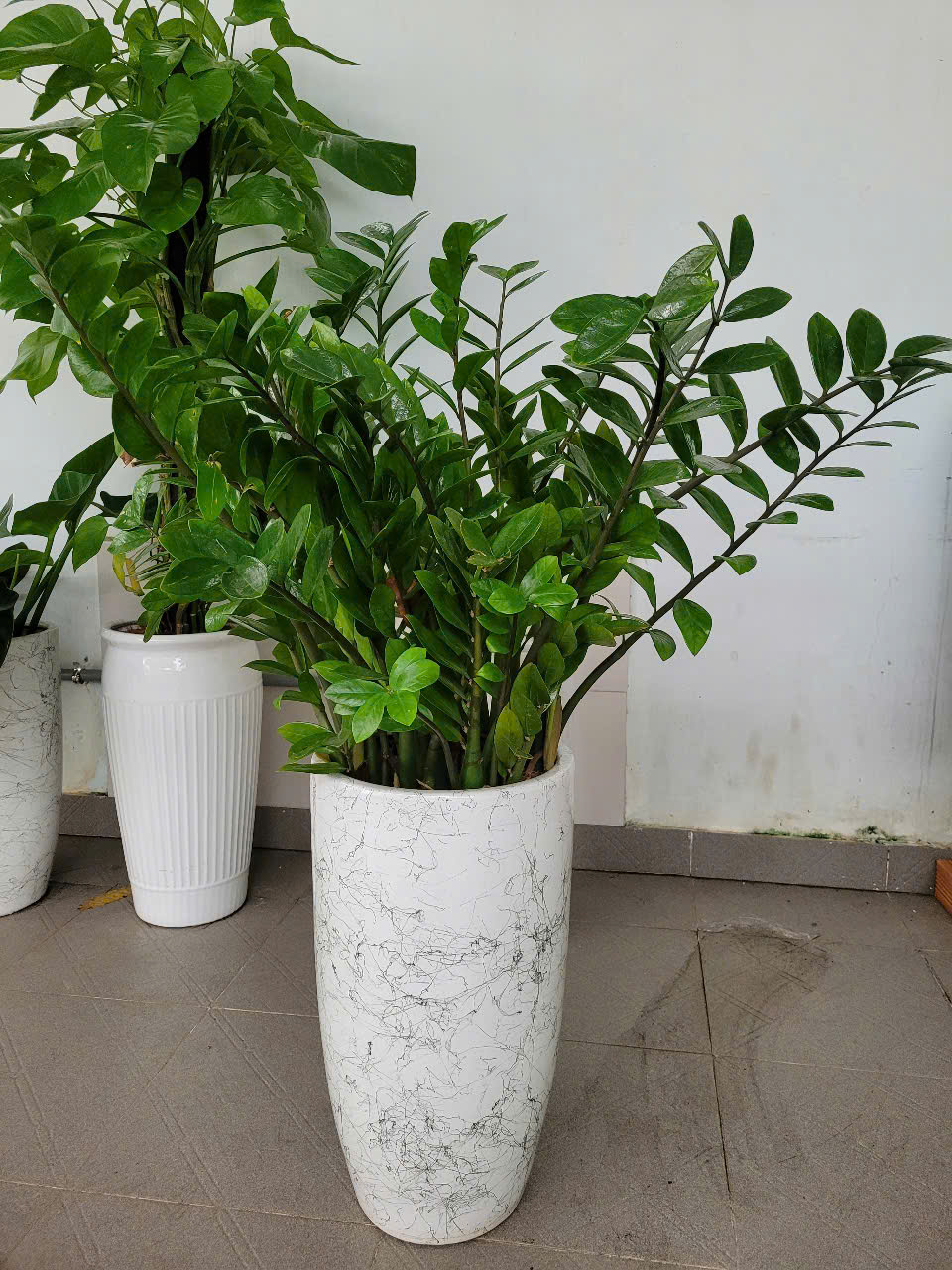 Kim Tiền là một trong những loại cây nội thất đẹp được nhiều khách hàng thuê ngắn hạn Kim Tiền là một trong những loại cây nội thất đẹp được nhiều khách hàng thuê ngắn hạn