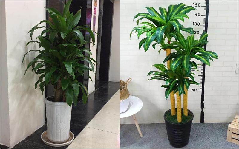Ý nghĩa phong thủy của cây thiết mộc lan Ý nghĩa phong thủy của cây thiết mộc lan