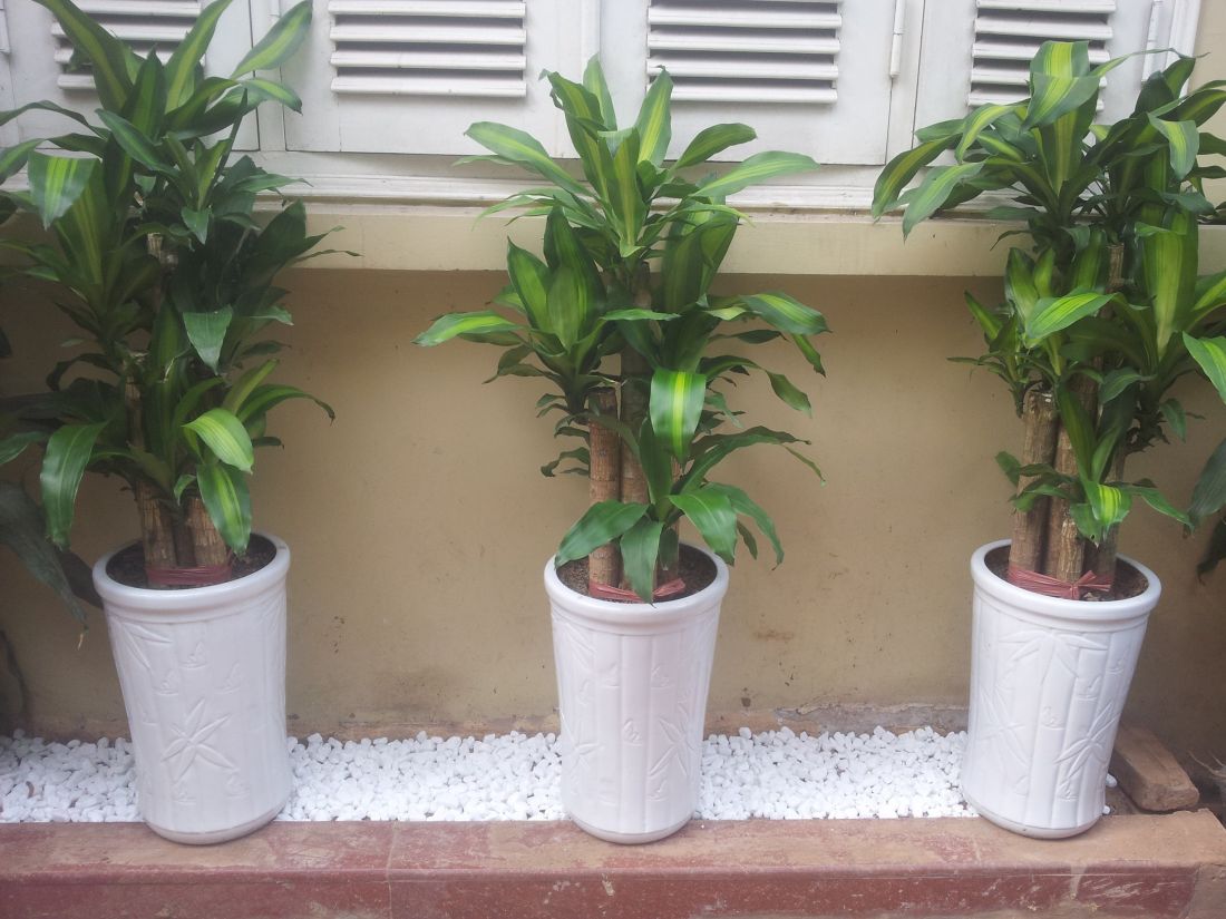 Cây thiết mộc lan Cây thiết mộc lan