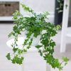 Cây Thường Xuân Mini