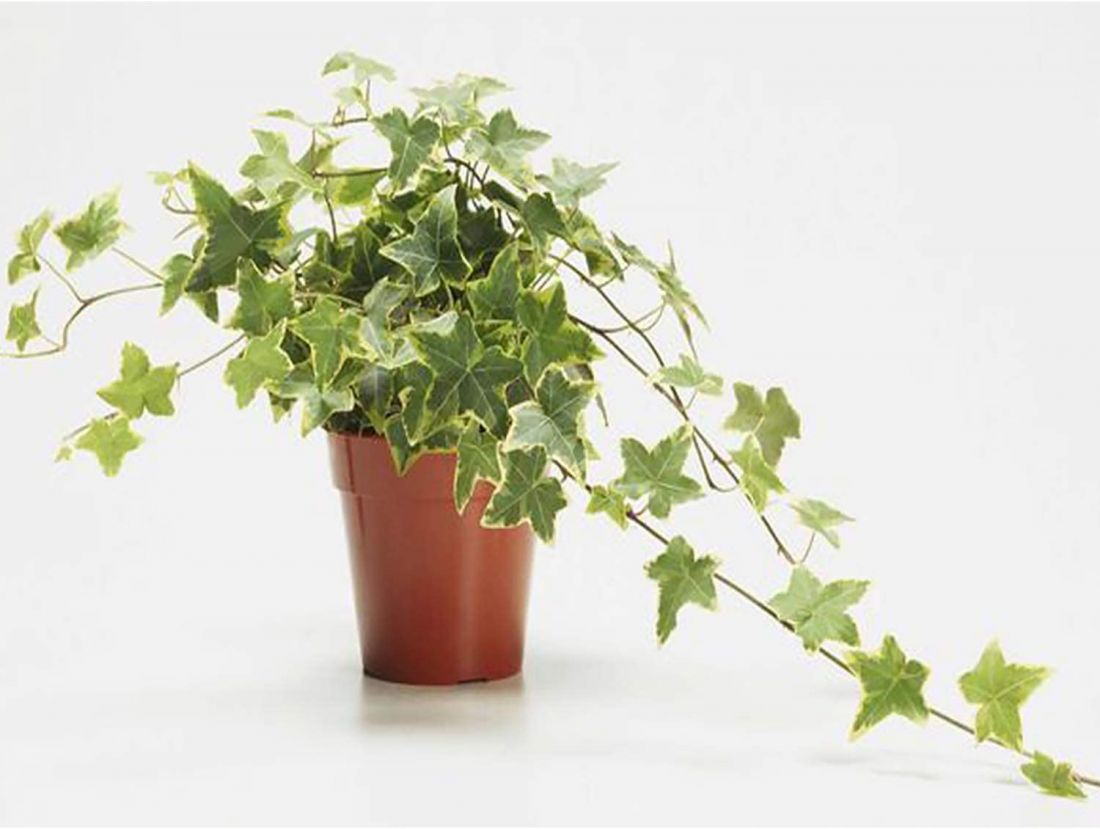 Cây Thường Xuân Mini Cây Thường Xuân Mini