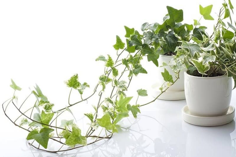 Lợi ích khi đặt cây thường xuân mini trong văn phòng Lợi ích khi đặt cây thường xuân mini trong văn phòng