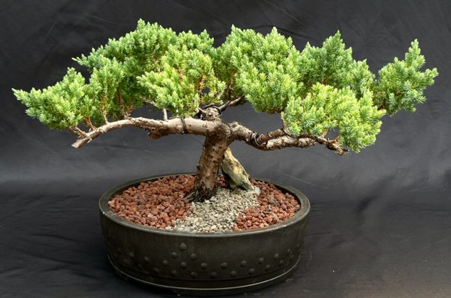 Cây Tùng Bồng Lai mini để bàn Cây Tùng Bồng Lai mini để bàn
