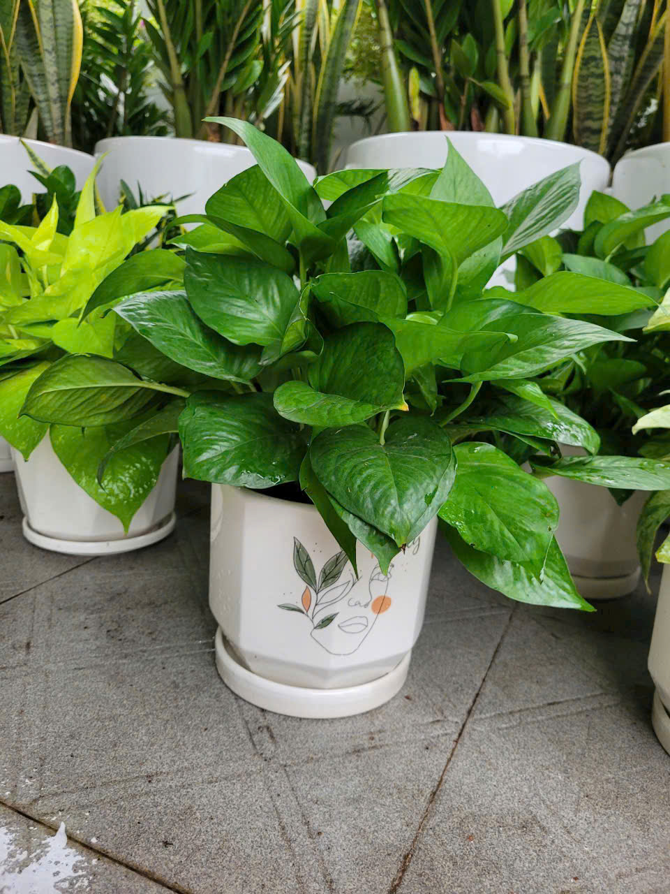 Những chậu cây Trầu Bà nhỏ xanh vừa lọc không khí vừa đẹp không gian