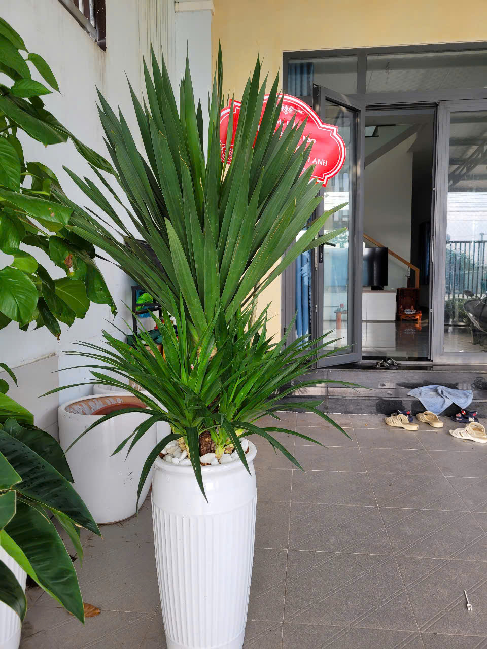 Quy trình thuê cây cảnh chuyên nghiệp tại Cảnh Quan Xanh An Quy trình thuê cây cảnh chuyên nghiệp tại Cảnh Quan Xanh An