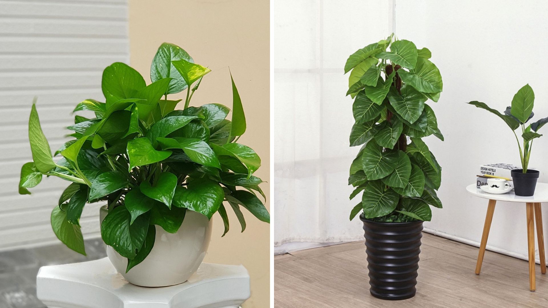 Khám phá 6 lưu ý khi chăm sóc tiểu cảnh cây văn phòng cùng Cảnh Quan Xanh An