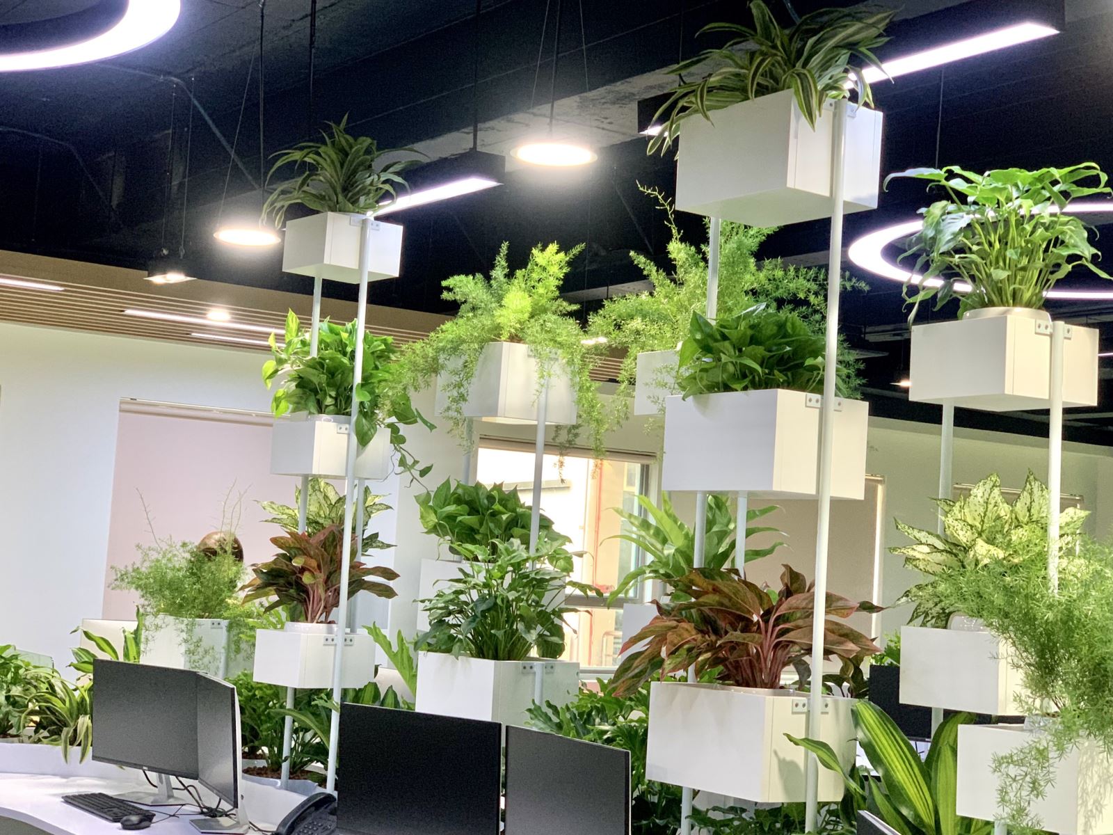 5 Bước thuê dịch vụ thiết kế tiểu cảnh cây văn phòng