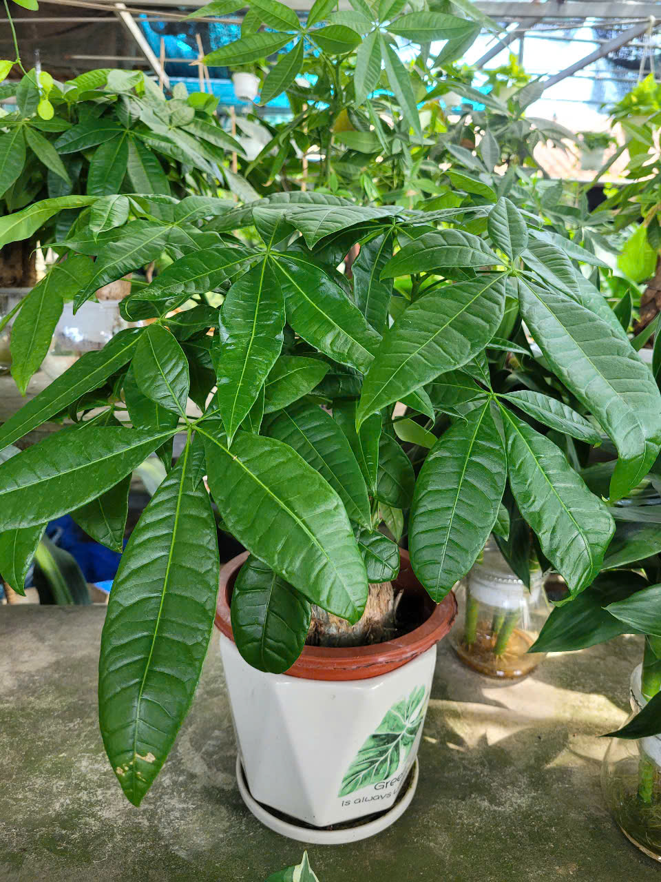 Thi công cảnh quan khu đô thị Bình Dương