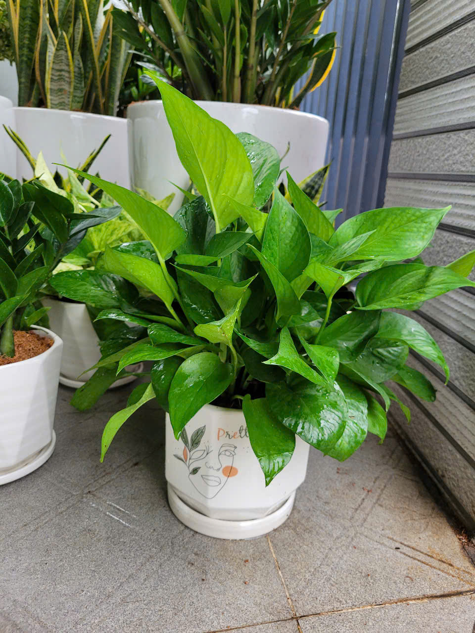 Công ty thiết kế sân vườn uy tín