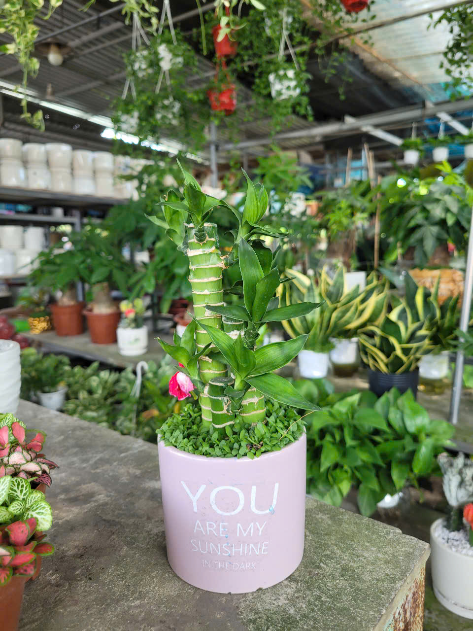 Thiết kế cảnh quan hồ cá Koi Bình Dương Thiết kế cảnh quan hồ cá Koi Bình Dương