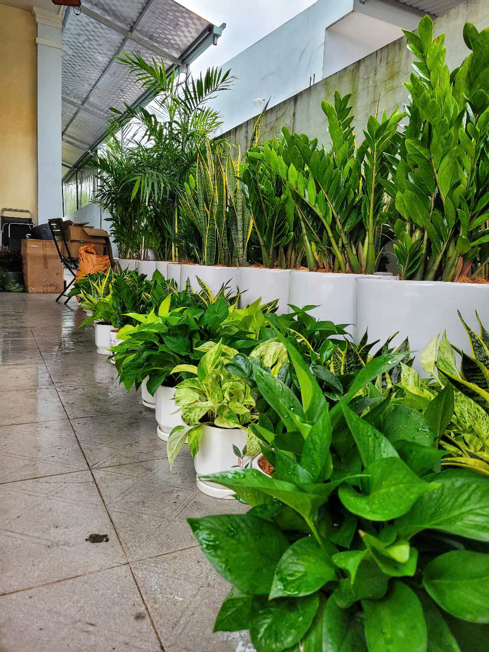 Dịch vụ thiết kế cảnh quan hồ cá Koi Bình Dương Dịch vụ thiết kế cảnh quan hồ cá Koi Bình Dương