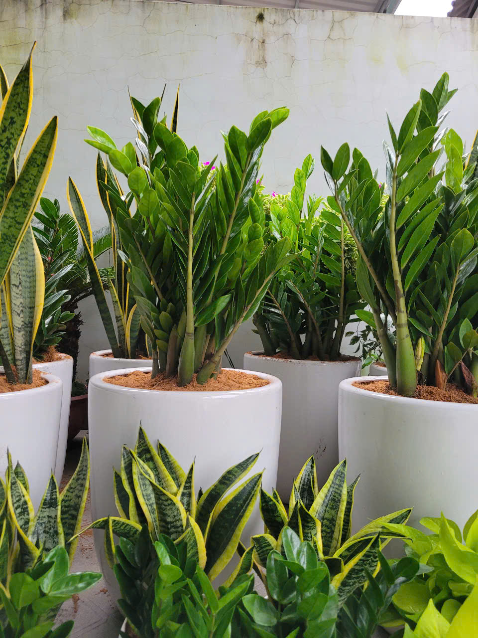 Thiết kế cảnh quan ban công chung cư Thiết kế cảnh quan ban công chung cư