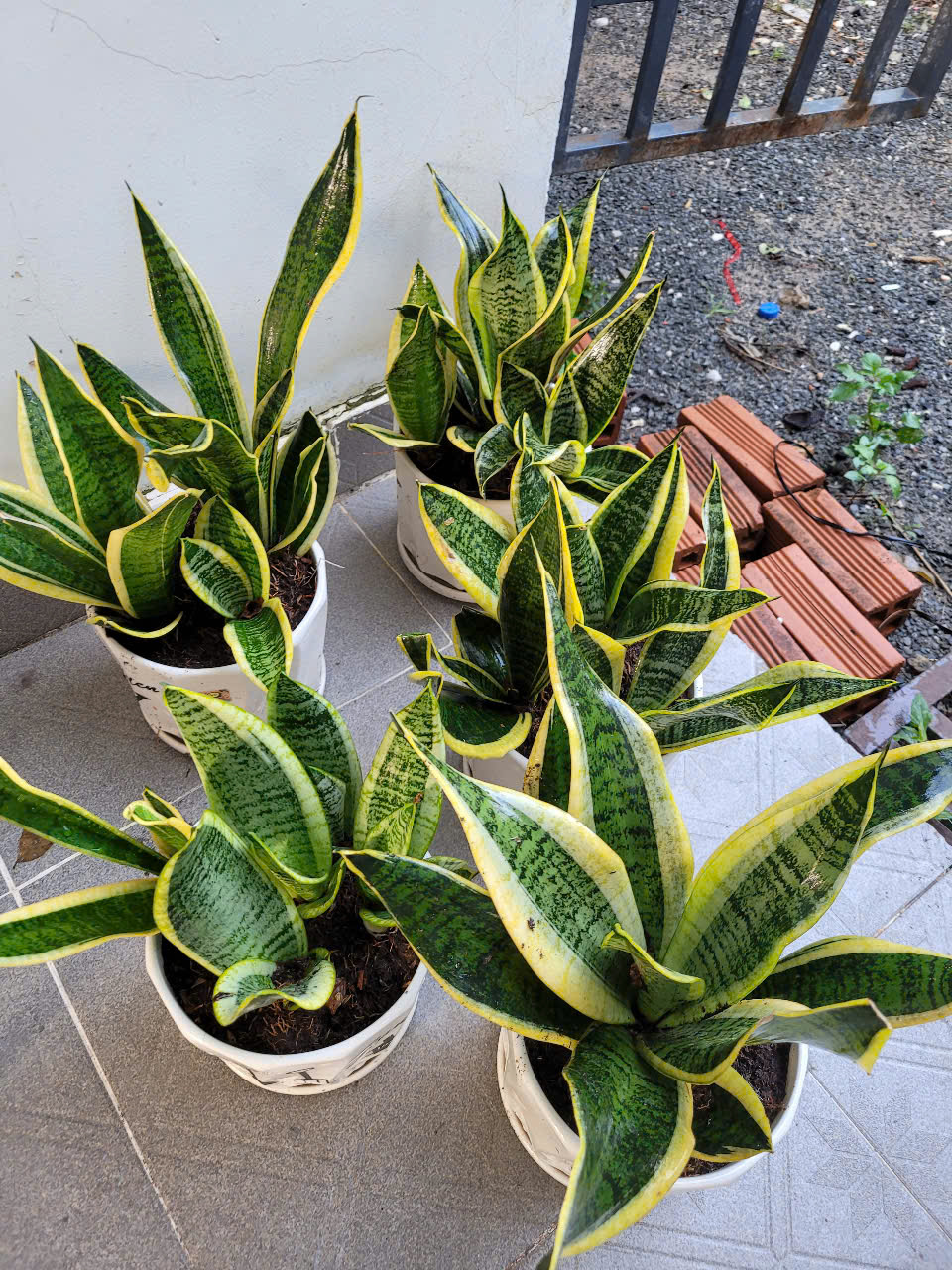 Thiết kế cảnh quan ban công chung cư Thiết kế cảnh quan ban công chung cư